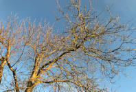 Das Bild zeigt Äste eines großen Baumes vor einem blauen Himmel.