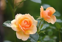 Das Bild zeigt zwei orangefarbene Rosen.