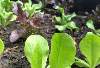 Das Bild zeigt kleine Salatpflanzen in einem Beet.