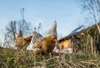Hühner auf einem Hof